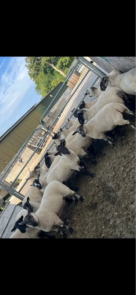Suffolk cross hoggets - Image 2
