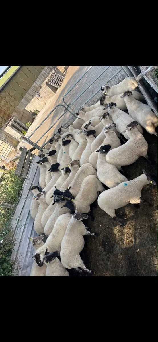 Suffolk cross hoggets - Image 3