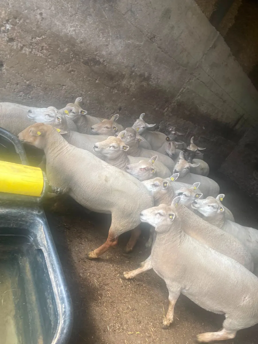 19 top quality hogget ewes - Image 2