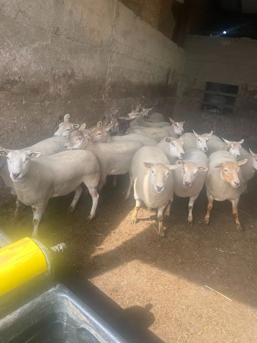 19 top quality hogget ewes - Image 1