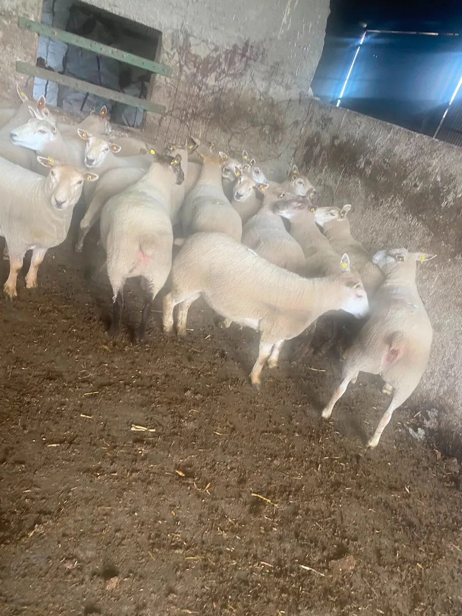 19 top quality hogget ewes - Image 3