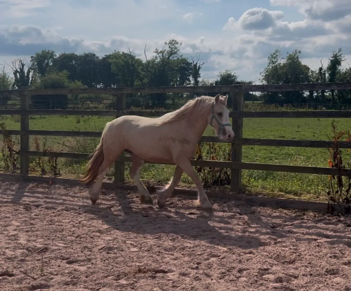 Palomino cob - Image 3