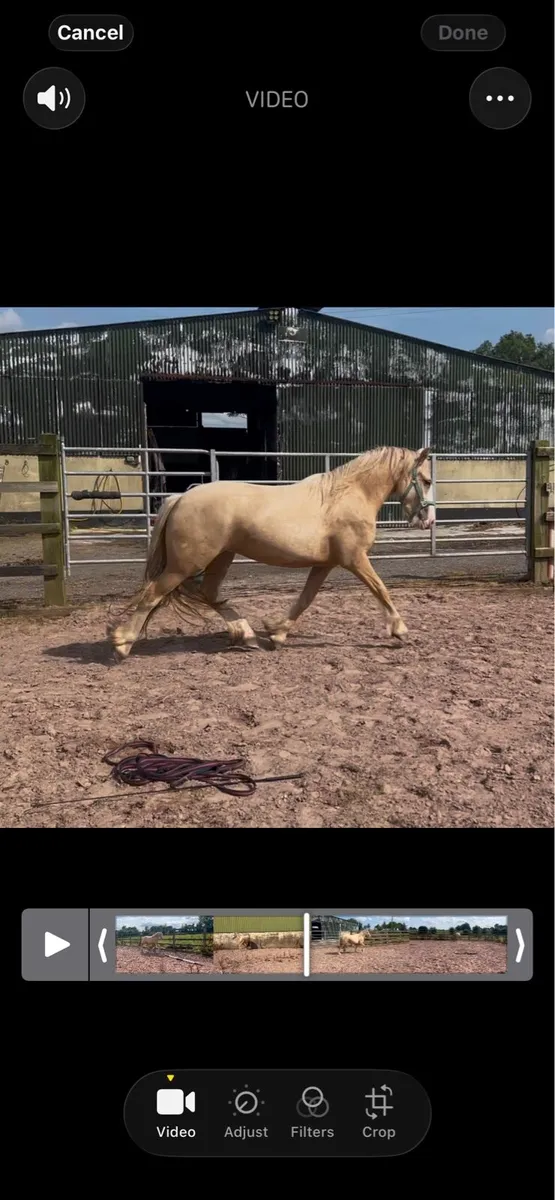 Palomino cob - Image 4