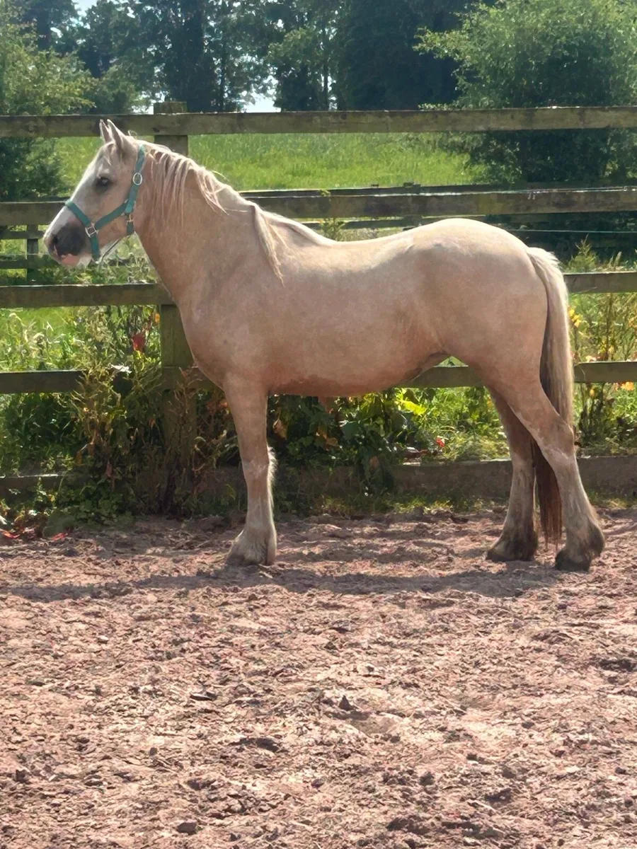 Palomino cob - Image 1