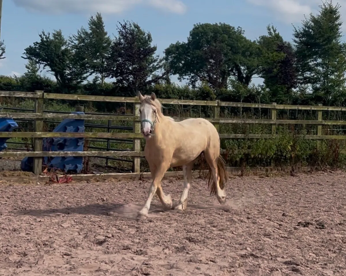 Palomino cob - Image 2