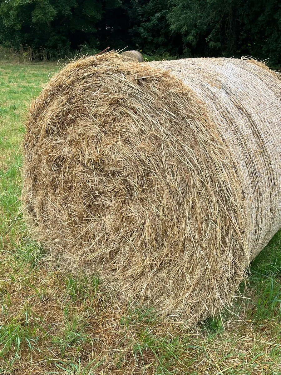 Hay