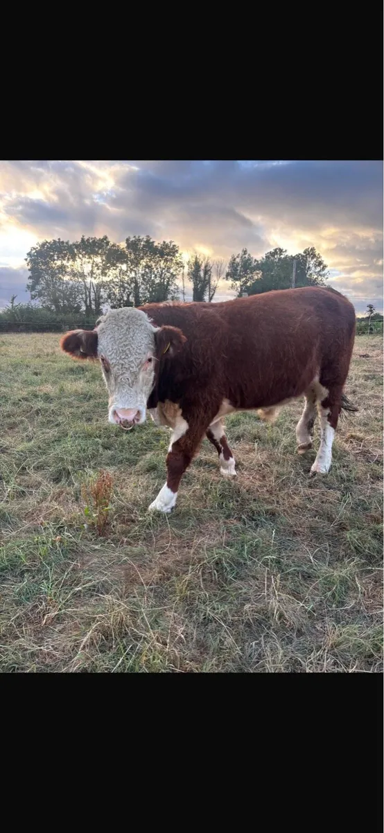 PBR Hereford Bull - Image 1