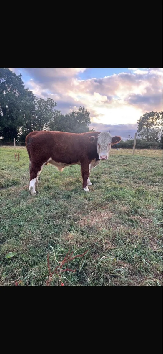 PBR Hereford Bull - Image 2
