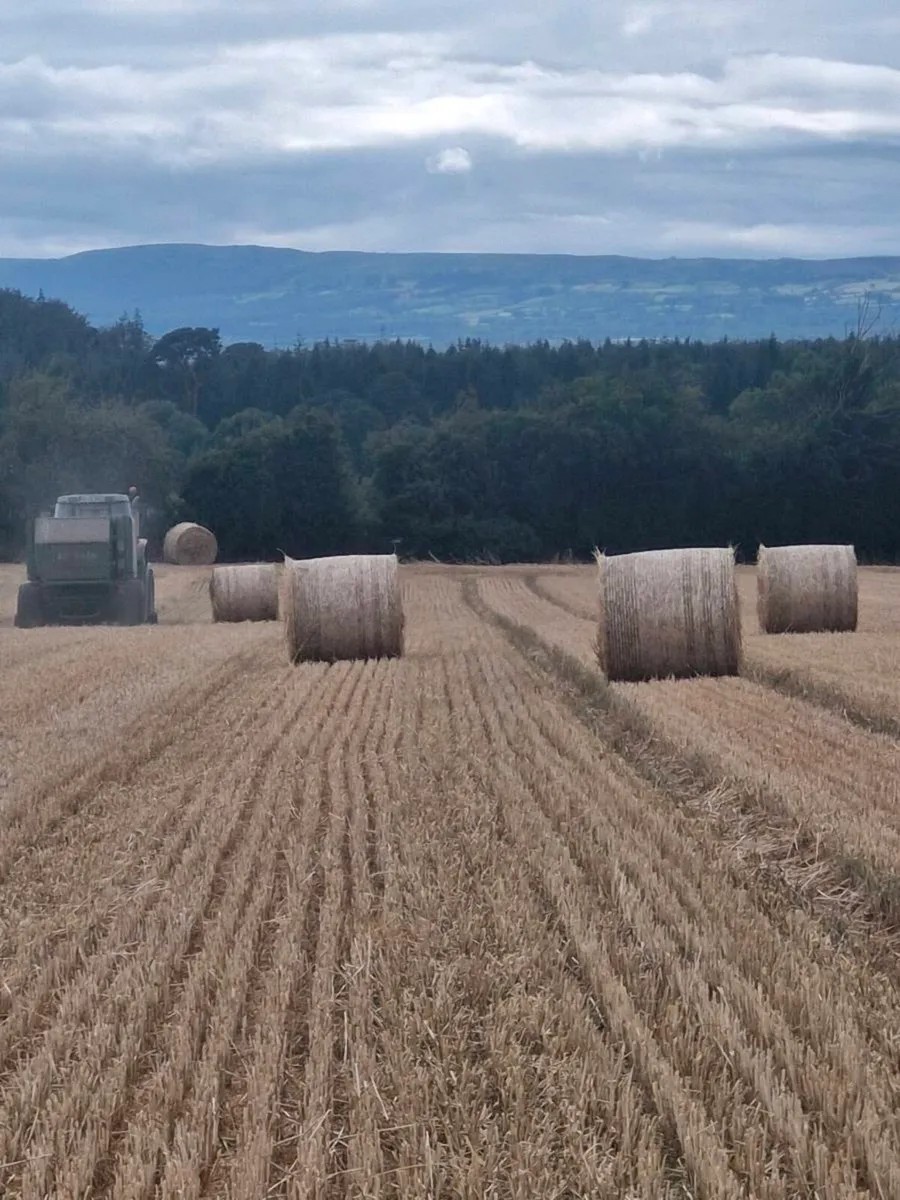 Wheaten straw