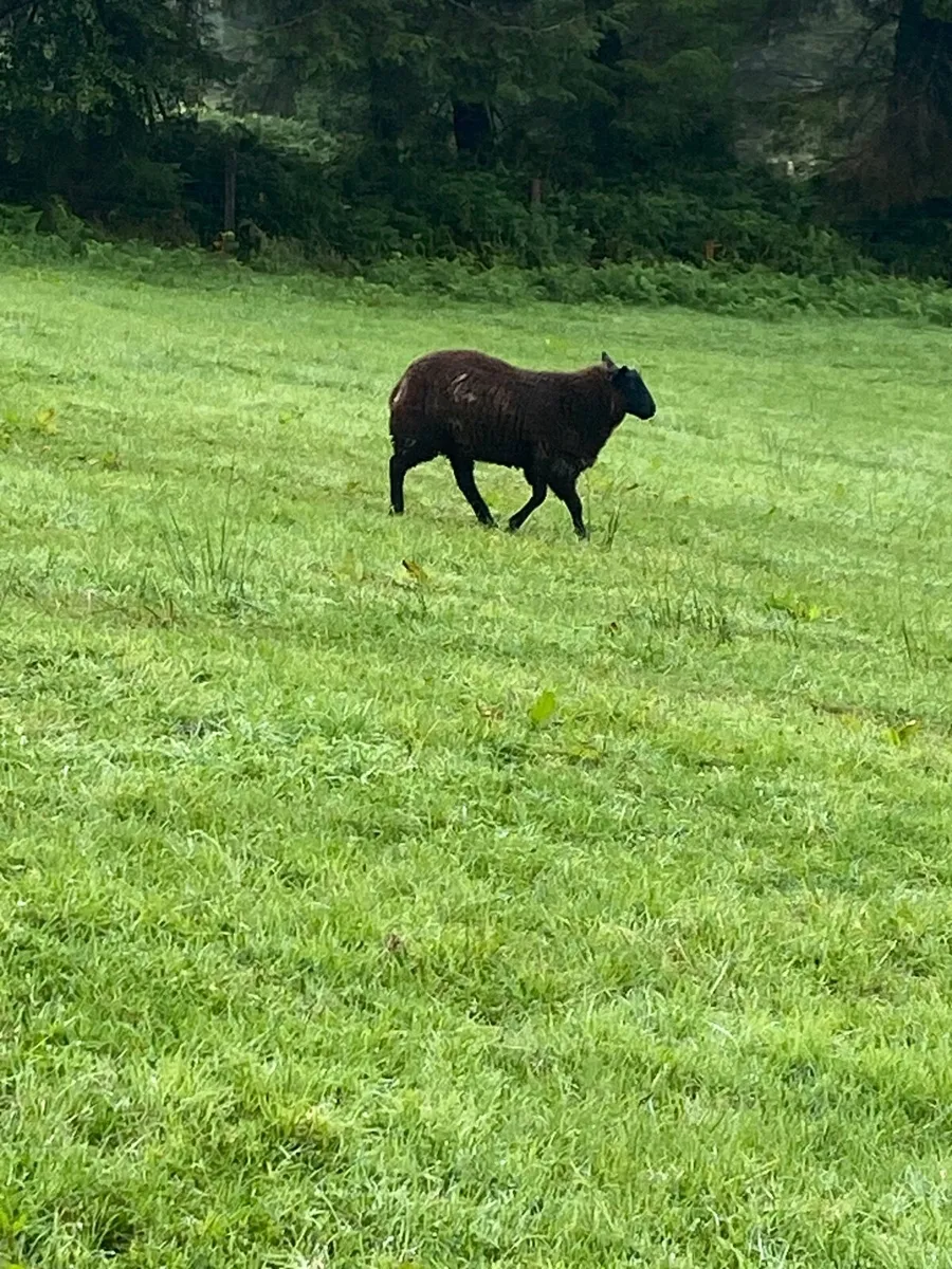 Organic lambs - Image 3