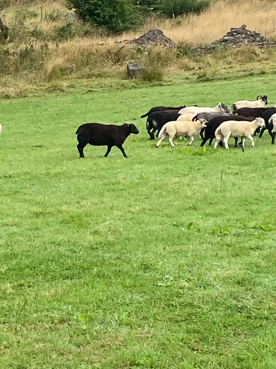 Organic lambs - Image 4
