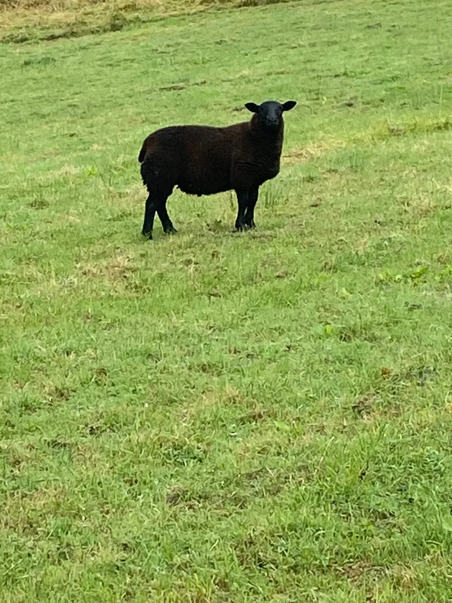 Organic lambs - Image 1