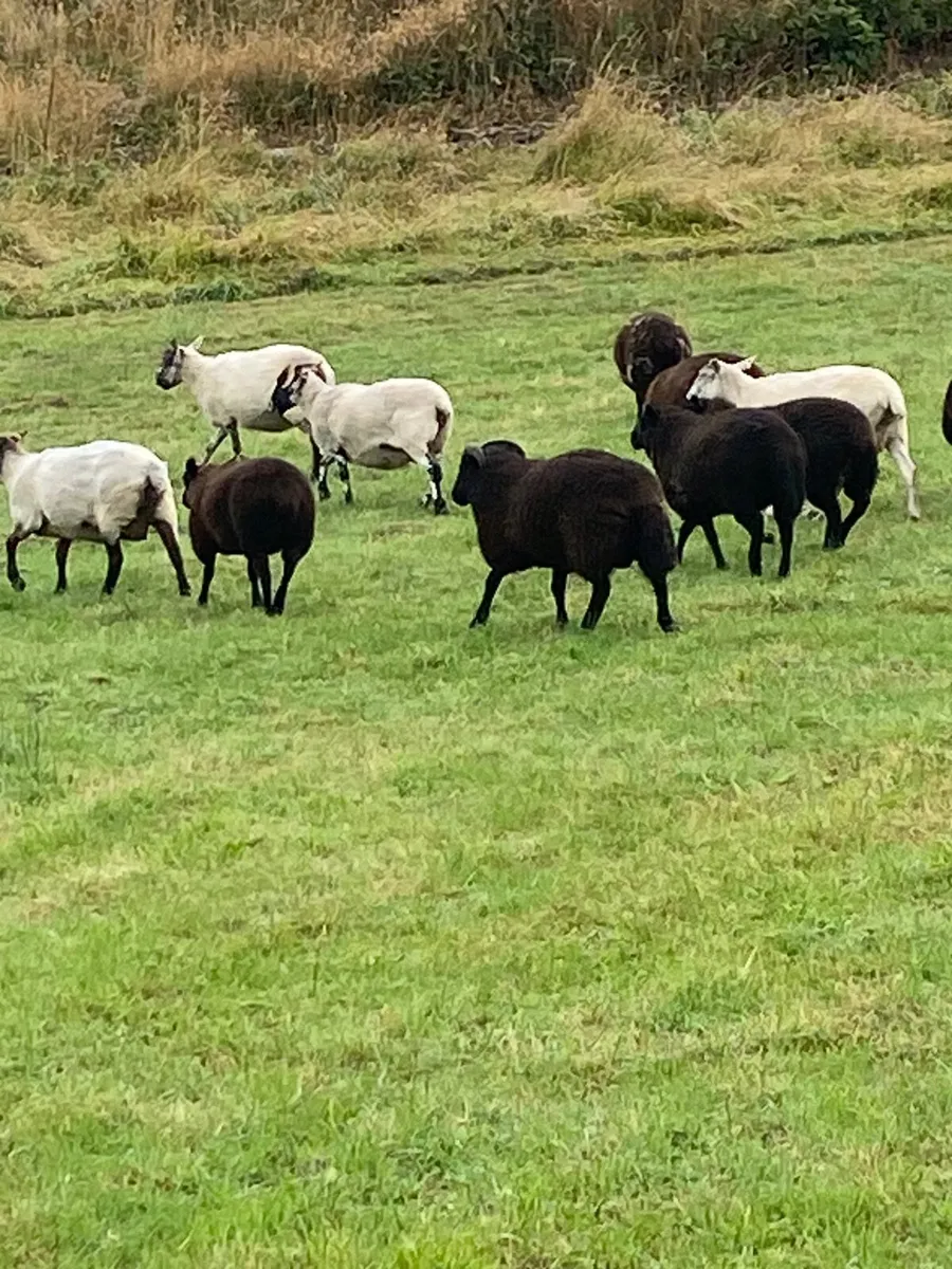 Organic lambs - Image 2