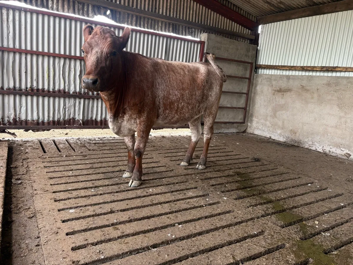 Roan shorthorn in calf heifer - Image 3