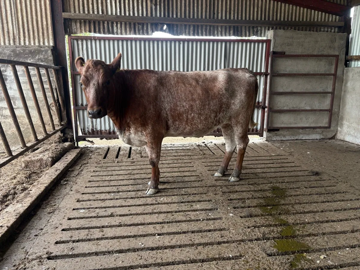 Roan shorthorn in calf heifer - Image 4
