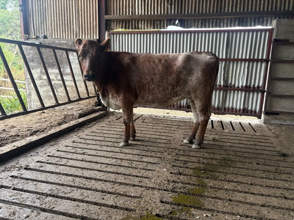 Roan shorthorn in calf heifer - Image 1