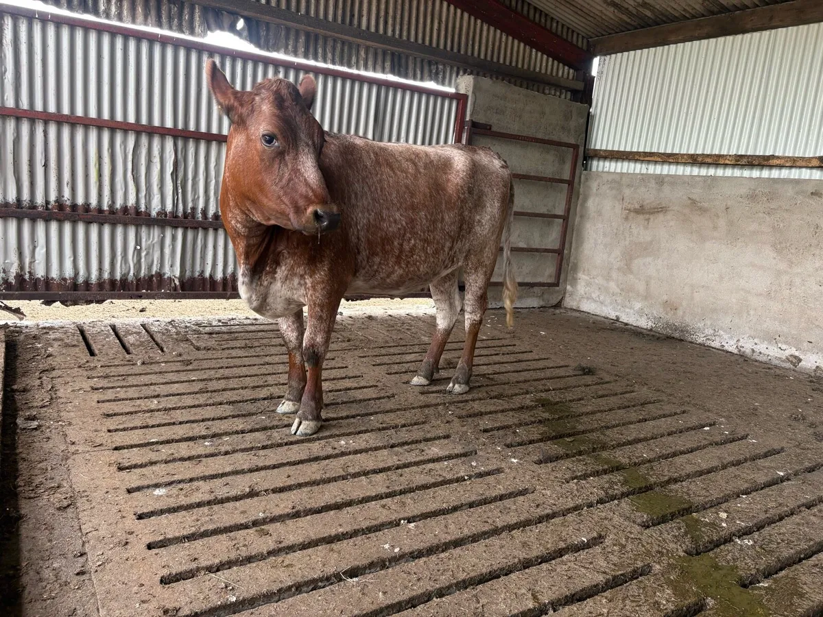 Roan shorthorn in calf heifer - Image 2