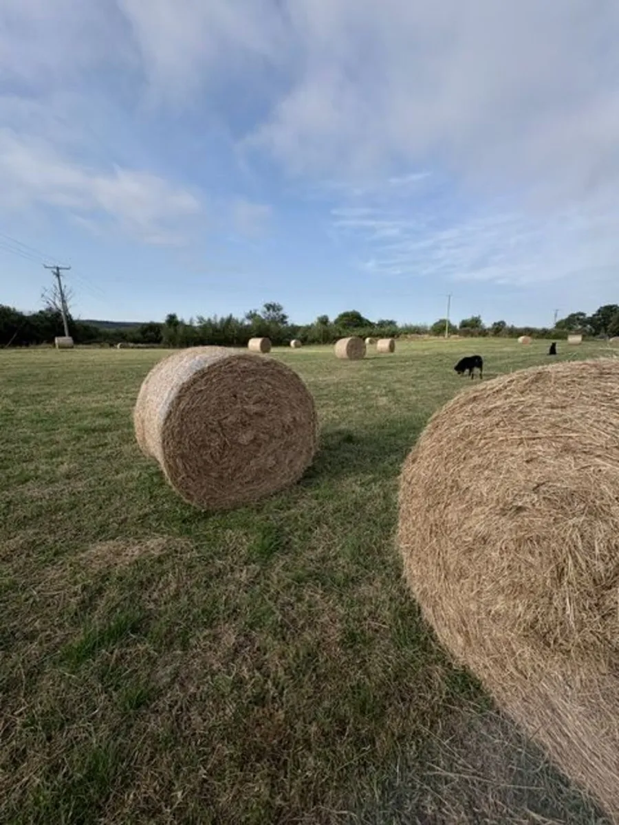 Round Hay Bales - Image 2