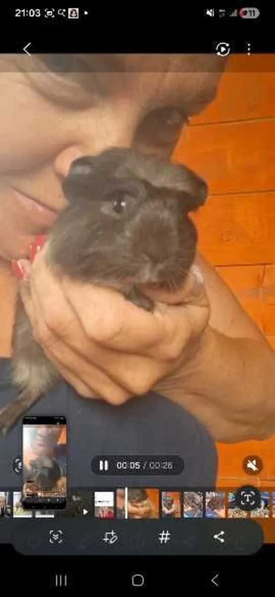 Guinea pig - Image 1