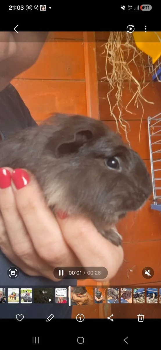 Guinea pig - Image 2