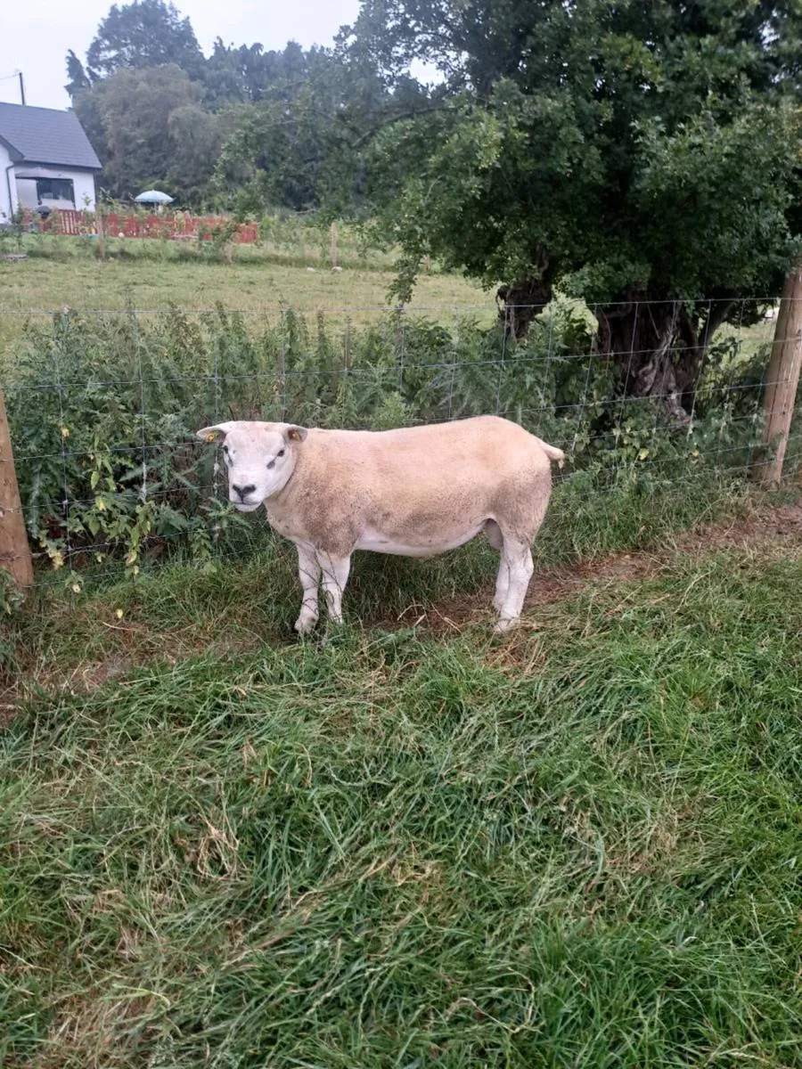 Pb registered texel hogget - Image 1