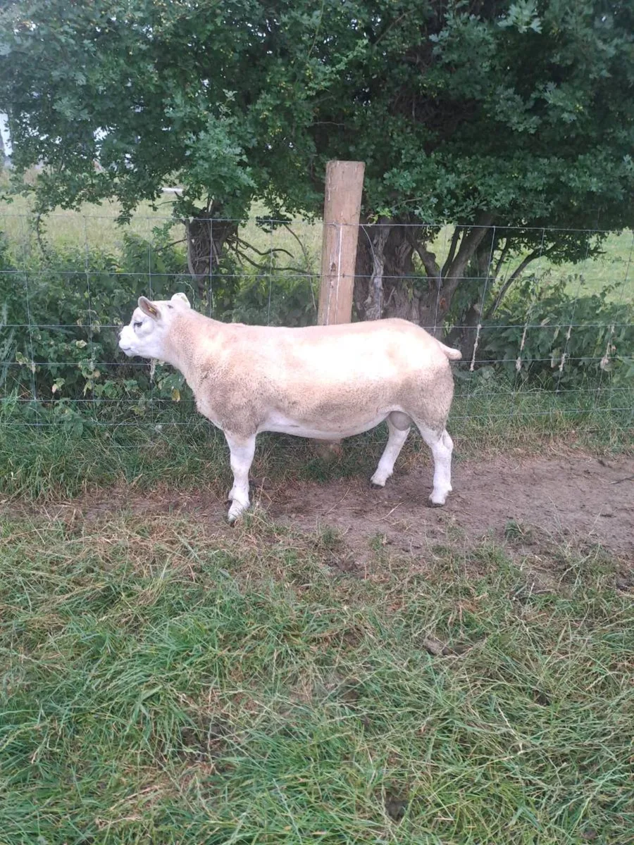 Pb registered texel hogget - Image 2