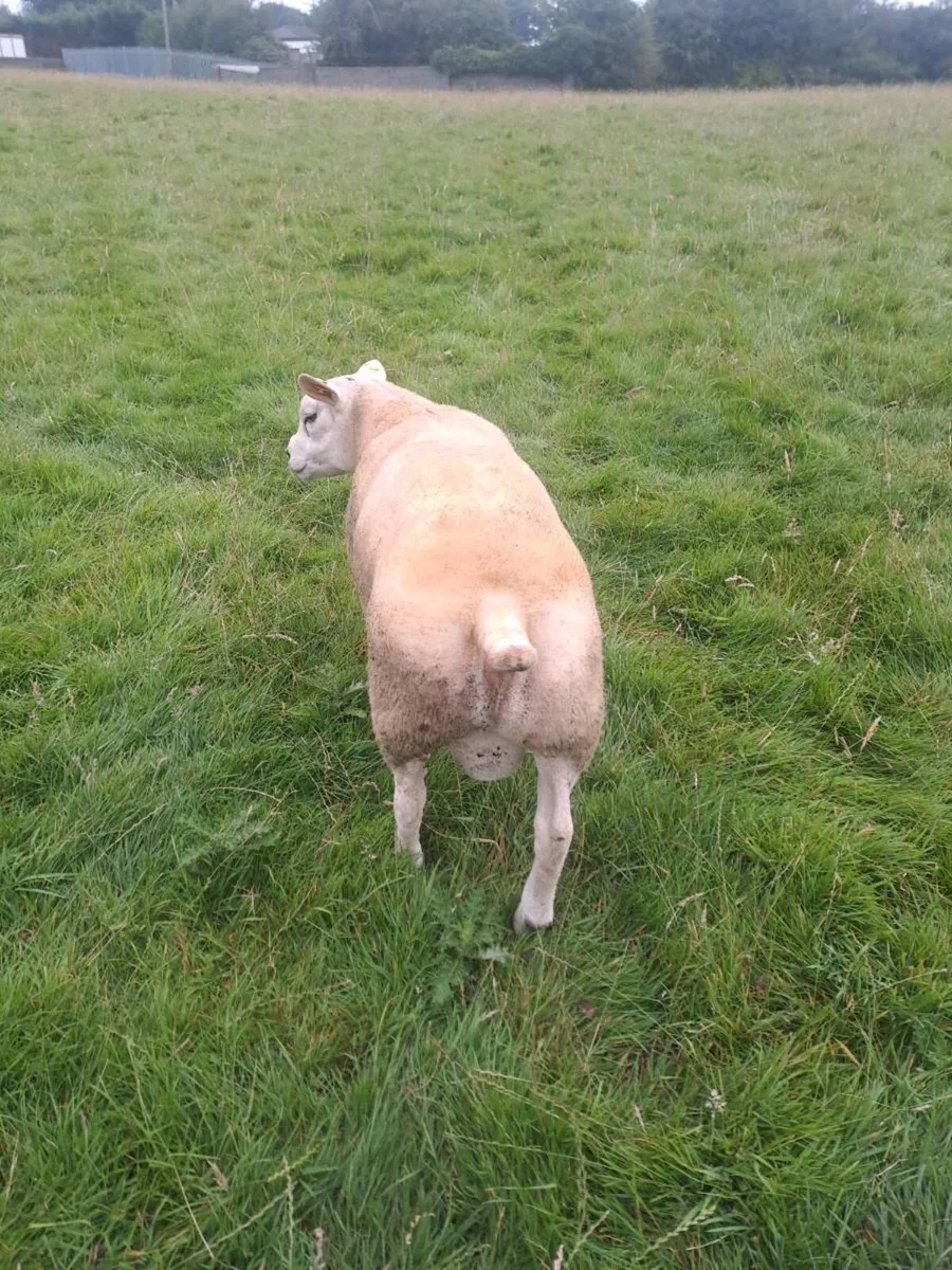Pb registered texel hogget - Image 3