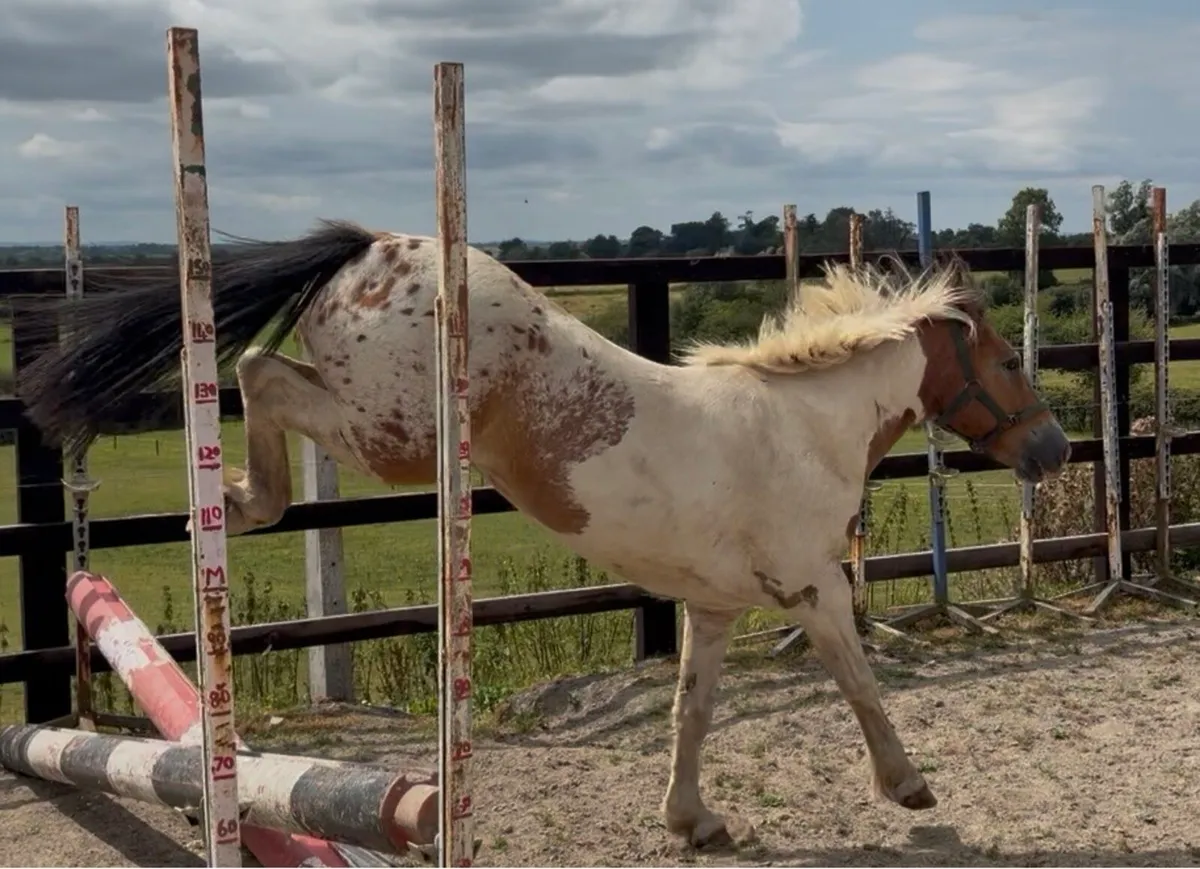 Pony gelding 4 years old 14hh - Image 1