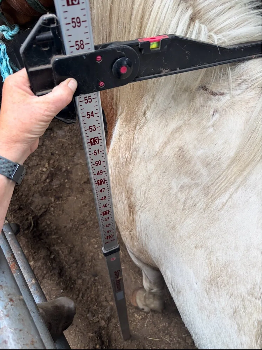 Pony gelding 4 years old 14hh - Image 2