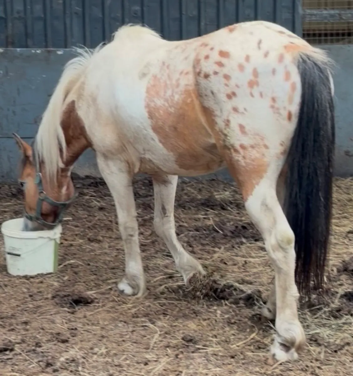 Pony gelding 4 years old 14hh - Image 3