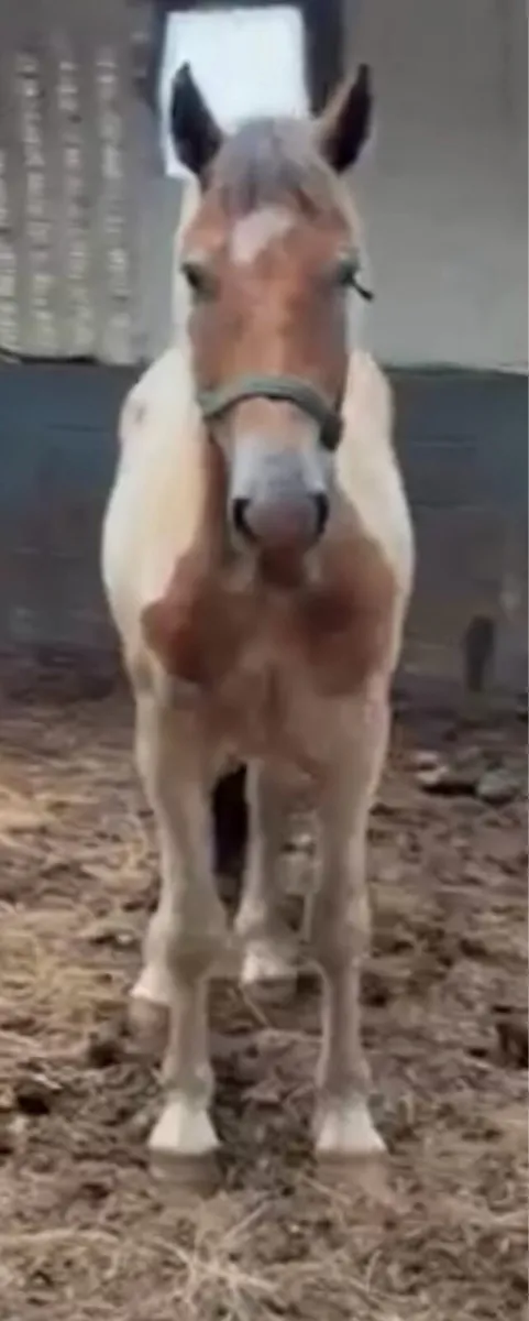 Pony gelding 4 years old 14hh - Image 4