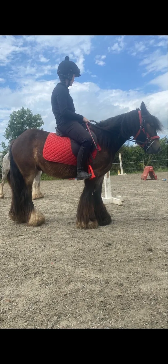 4 yr old Bay gelding - Image 3