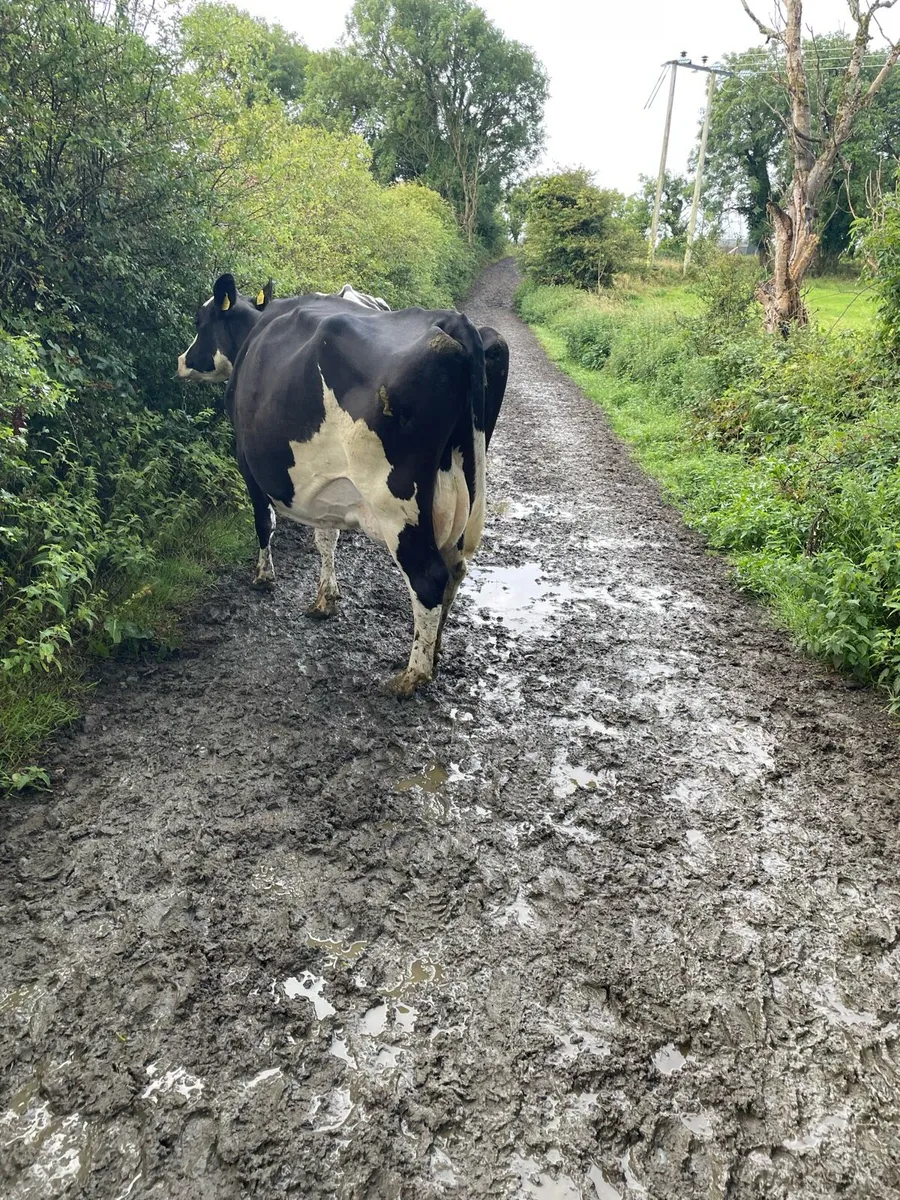 Friesian cow - Image 1