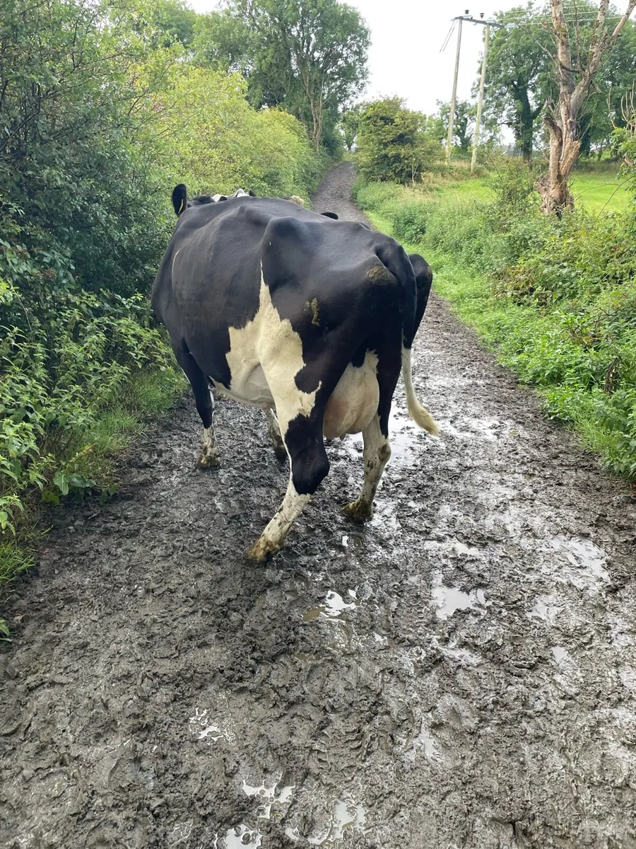 Friesian cow - Image 2