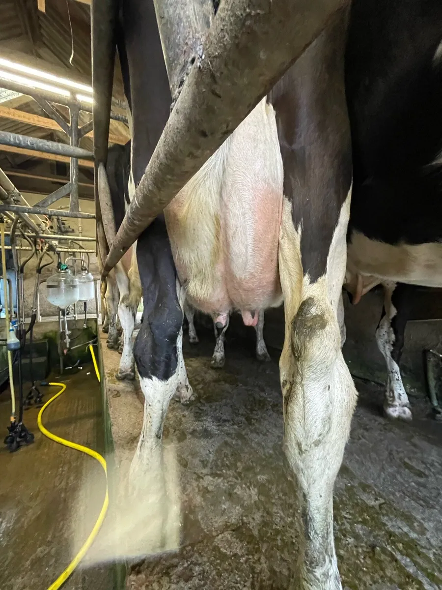 Friesian cow - Image 3