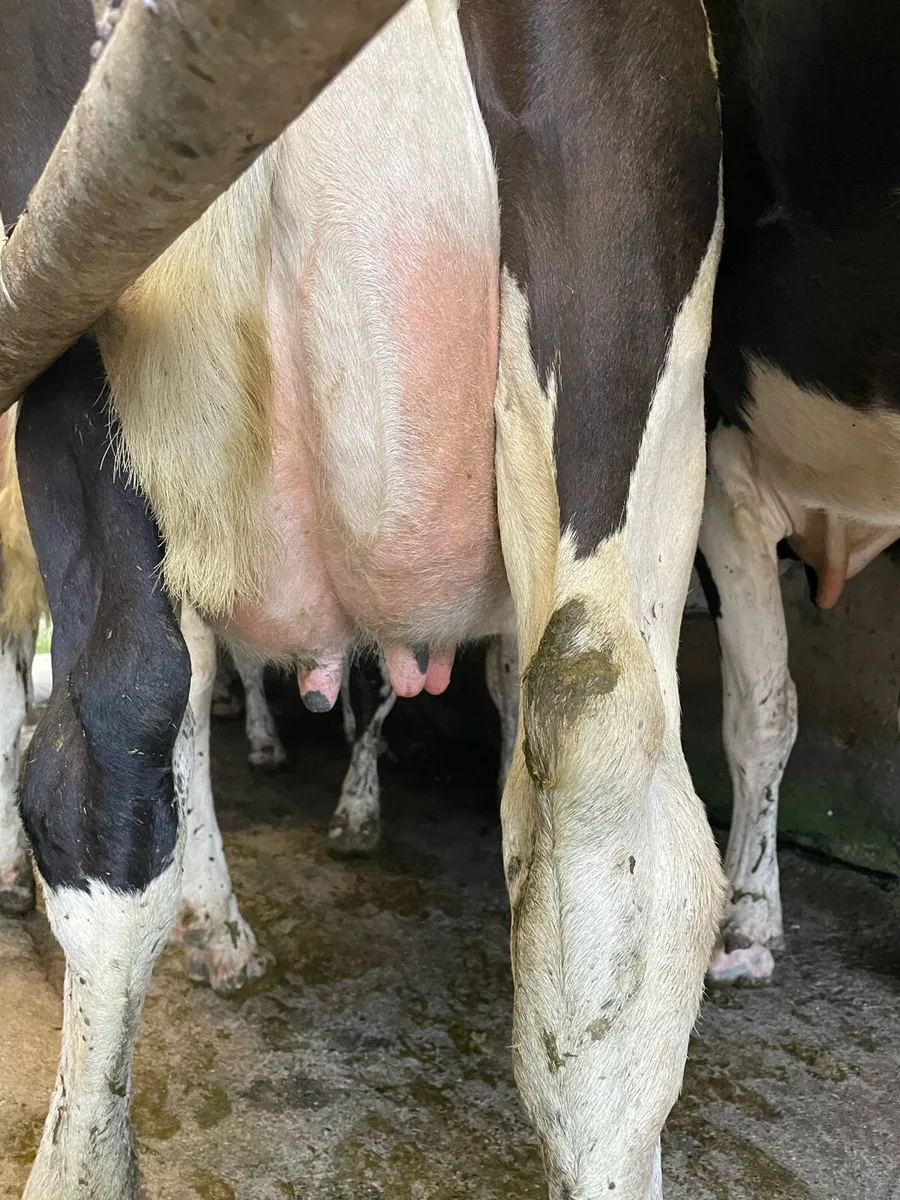 Friesian cow - Image 4