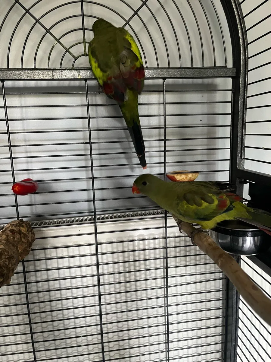 Birds - Image 1