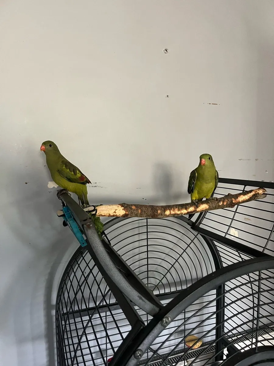 Birds - Image 2