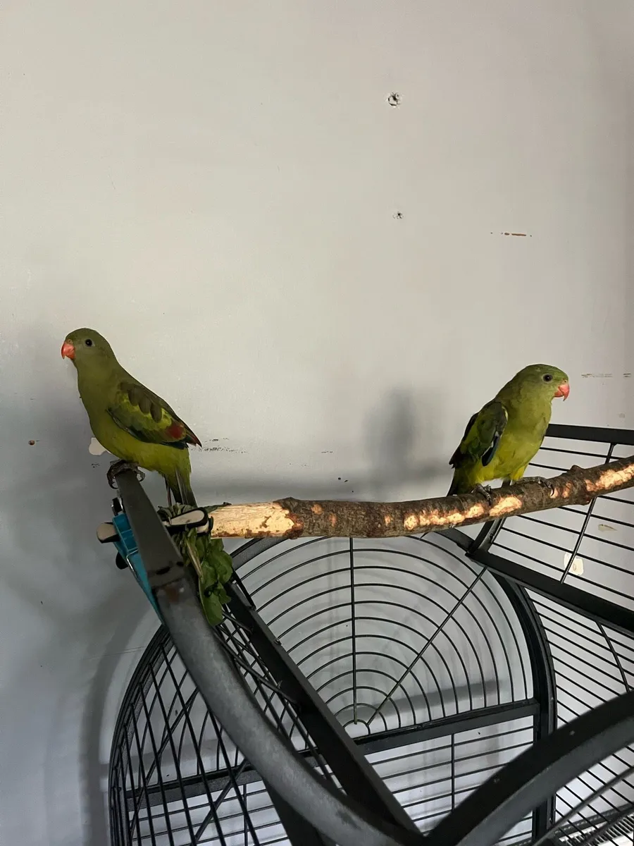Birds - Image 3