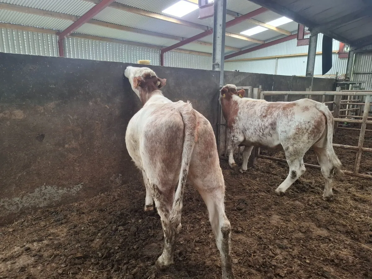 INCALF HEIFHERS - Image 1