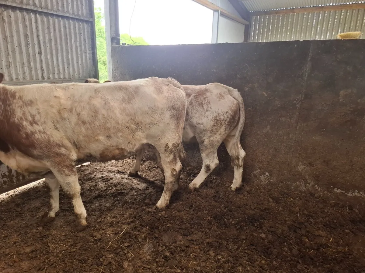 INCALF HEIFHERS - Image 2