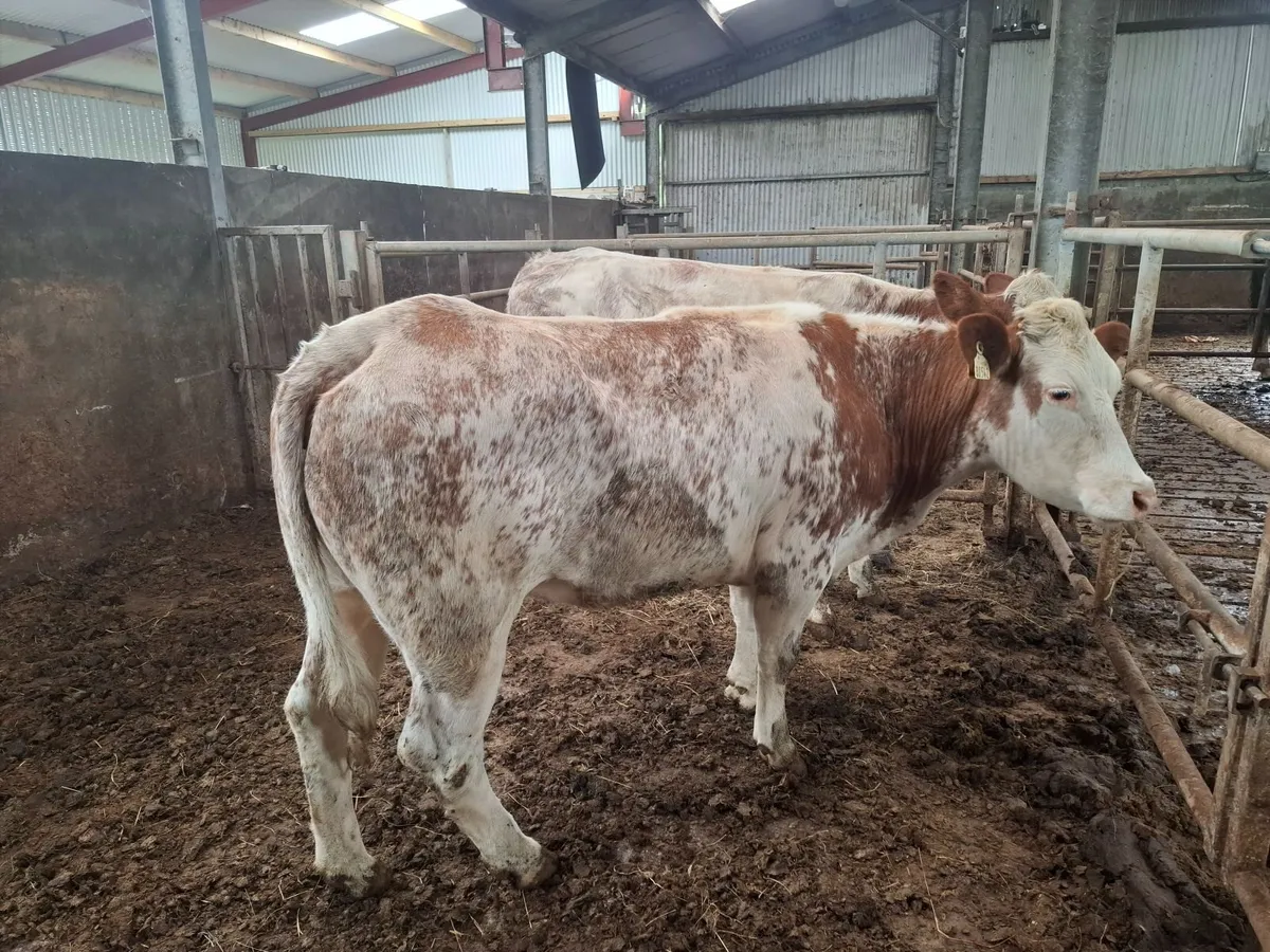 INCALF HEIFHERS - Image 4