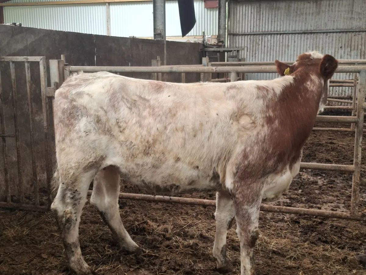 INCALF HEIFHERS - Image 3