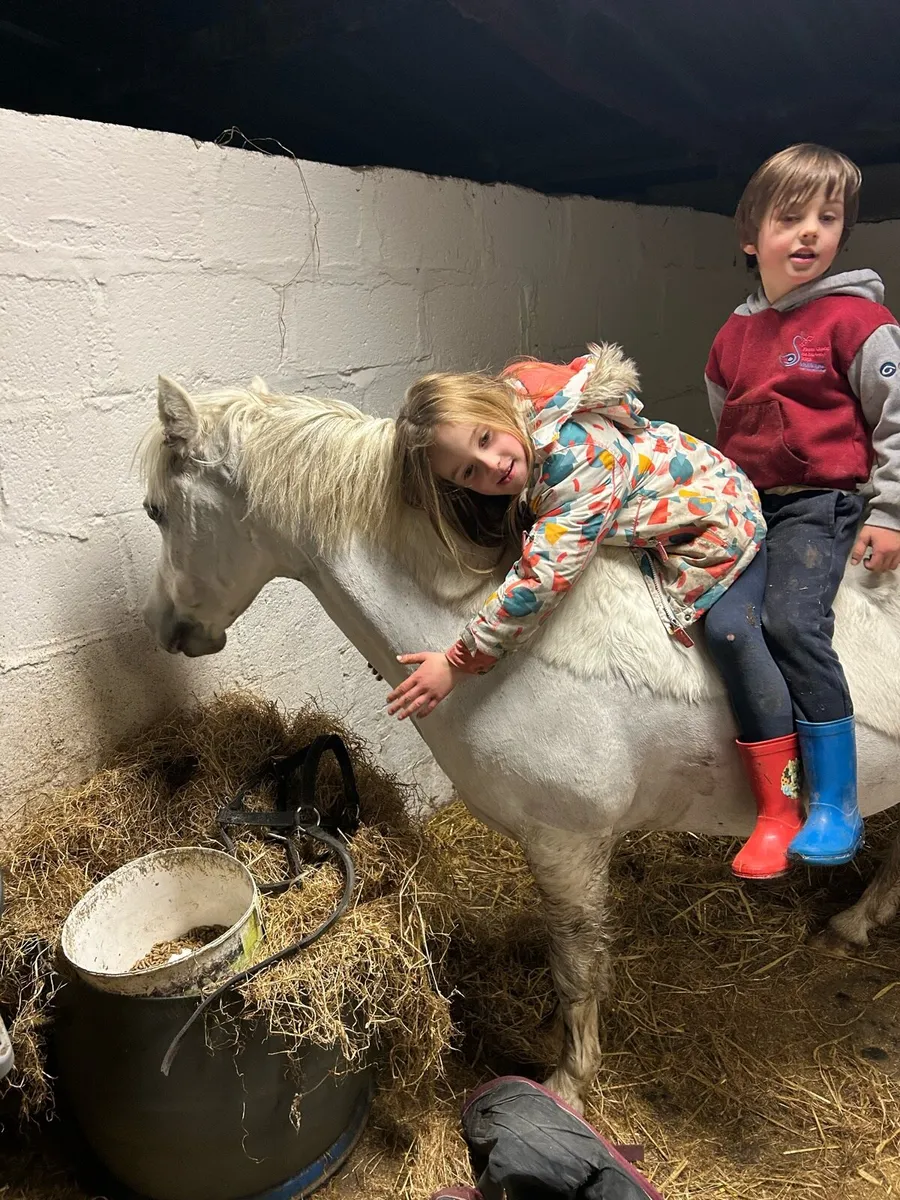 First pony - Image 4