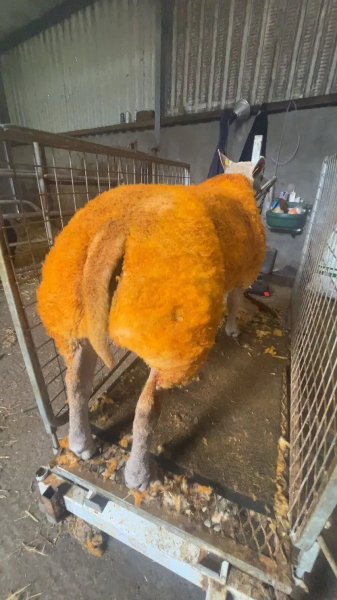 2 serious show ram lambs - Image 1