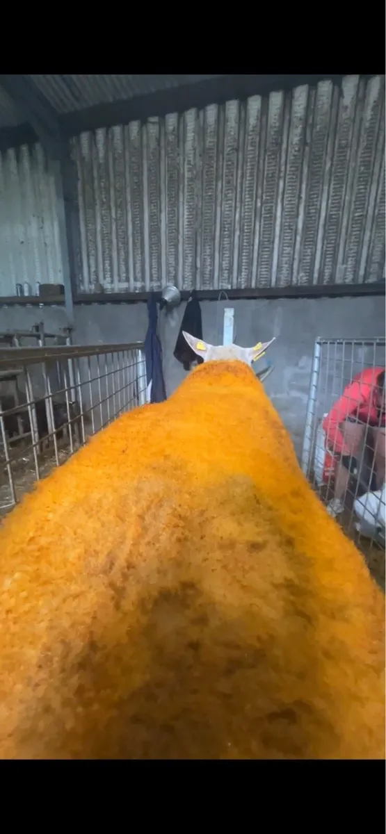 2 serious show ram lambs - Image 2
