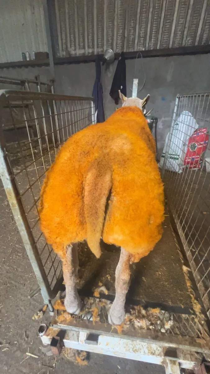 2 serious show ram lambs - Image 4