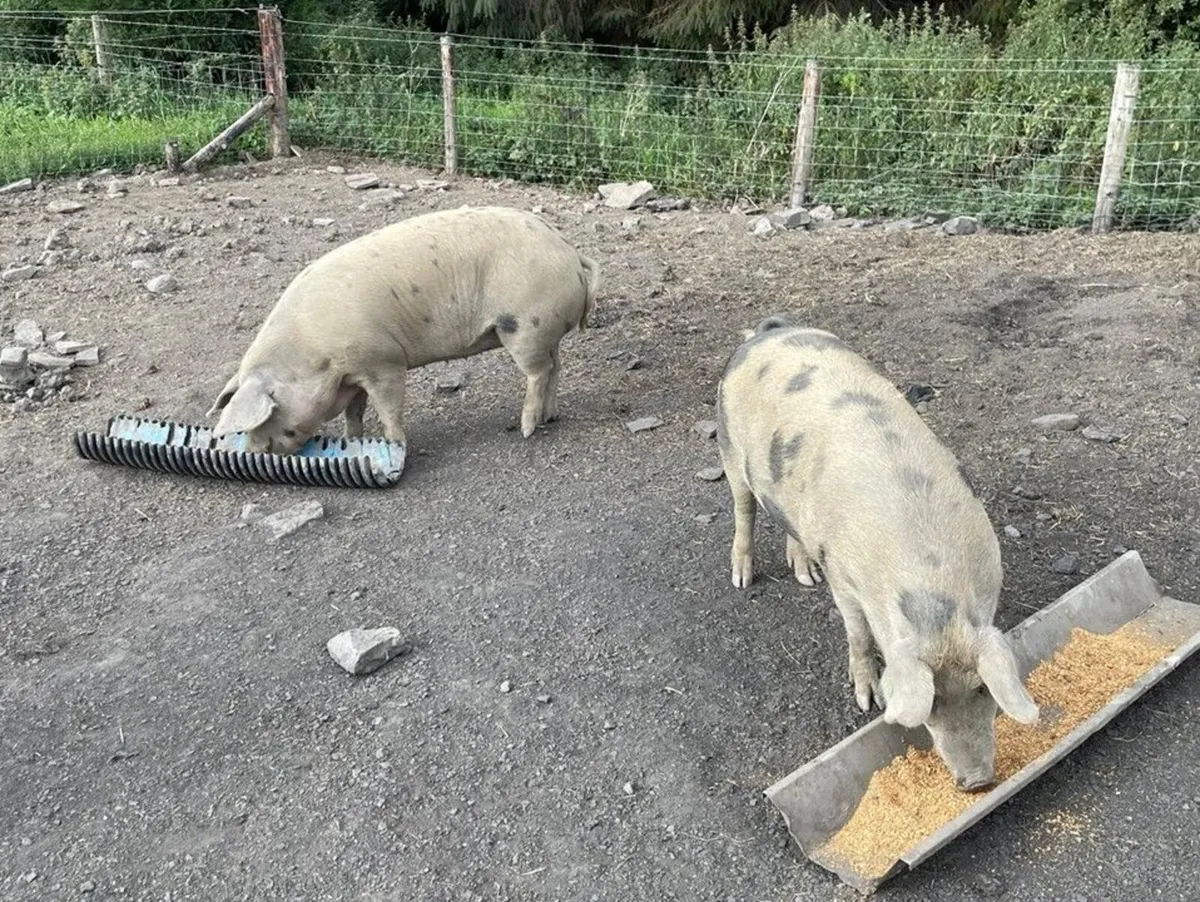 Pigs in pig looking for a new Eirecode - Image 2