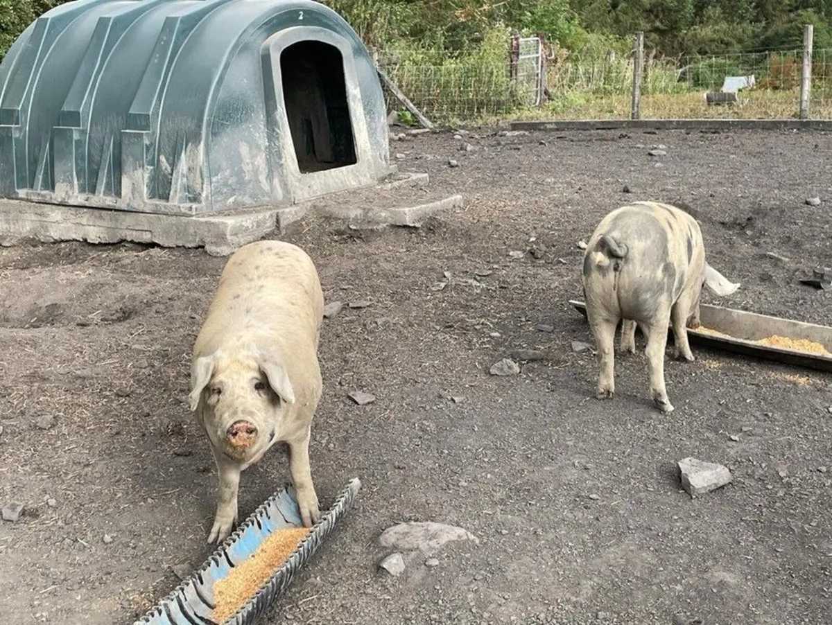 Pigs in pig looking for a new Eirecode - Image 1