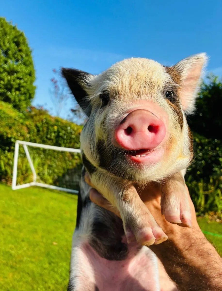 Kune kune piglets - Image 2